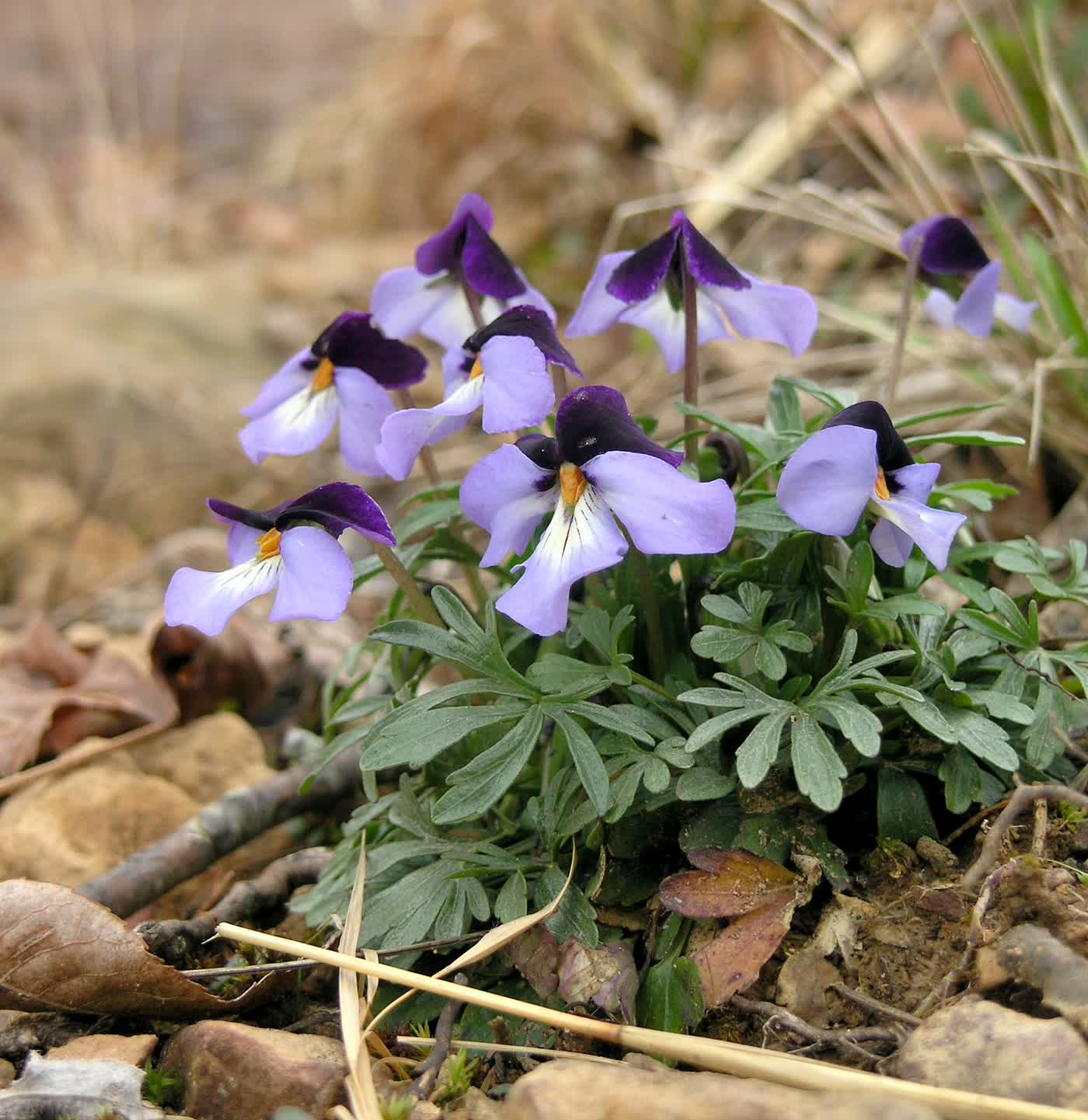 Фиалка стоповидная (Viola pedata) — рассечённые листья и двухцветные цветки с оранжевыми тычинками