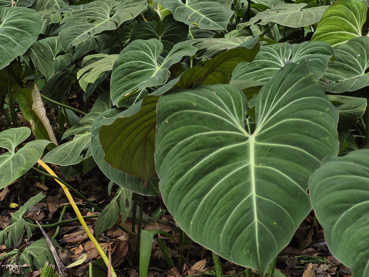 Филодендрон глориозум (Philodendron gloriosum) — сердцевидные бархатные листья с белыми жилками