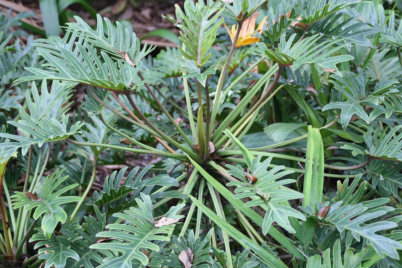 Филодендрон Ксанаду (Philodendron xanadu) — компактный куст с глянцевыми глубоко изрезанными листьями