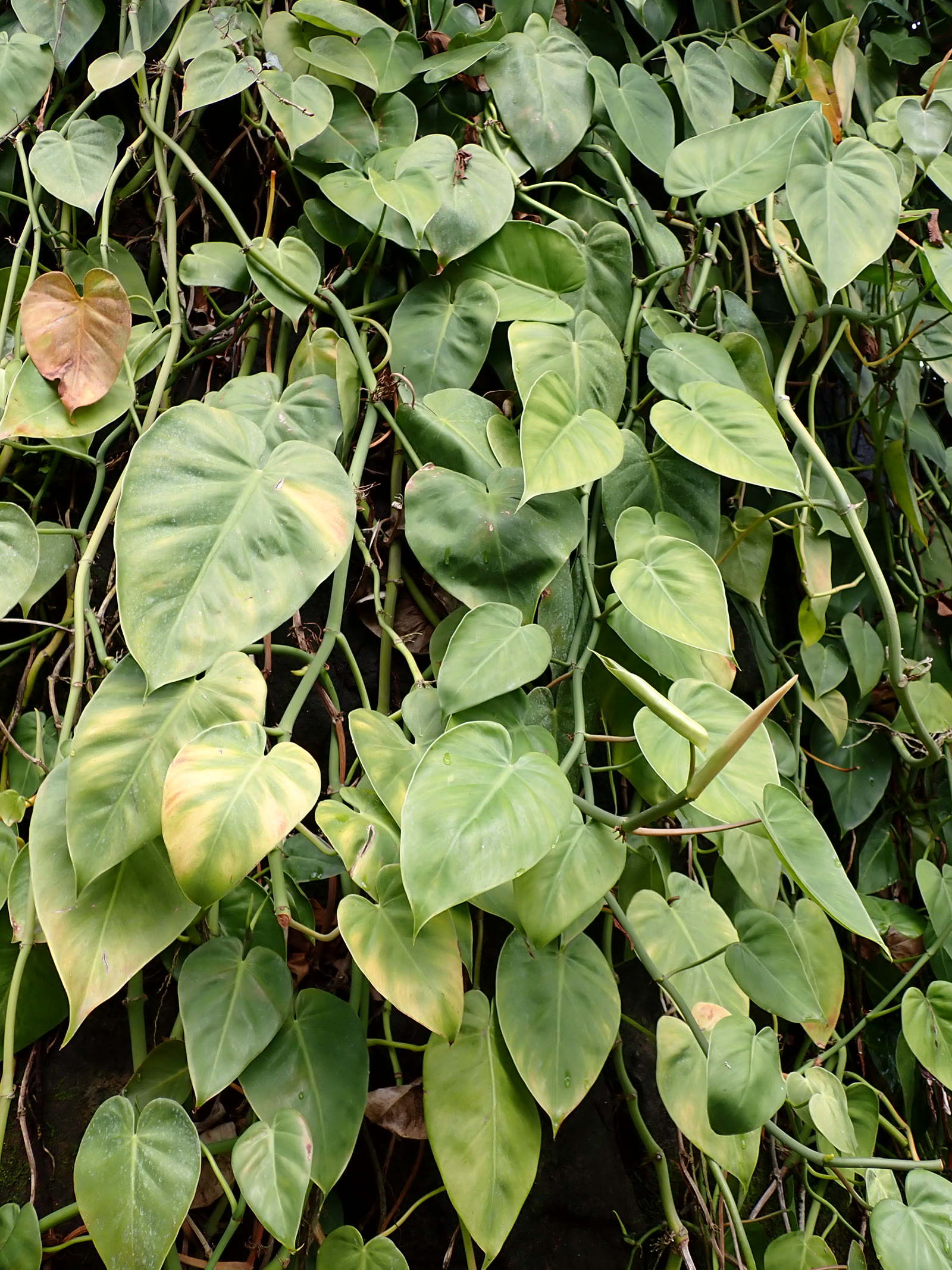 Филодендрон лазящий (Philodendron hederaceum) — трейлерная плеть с сердцевидными листьями