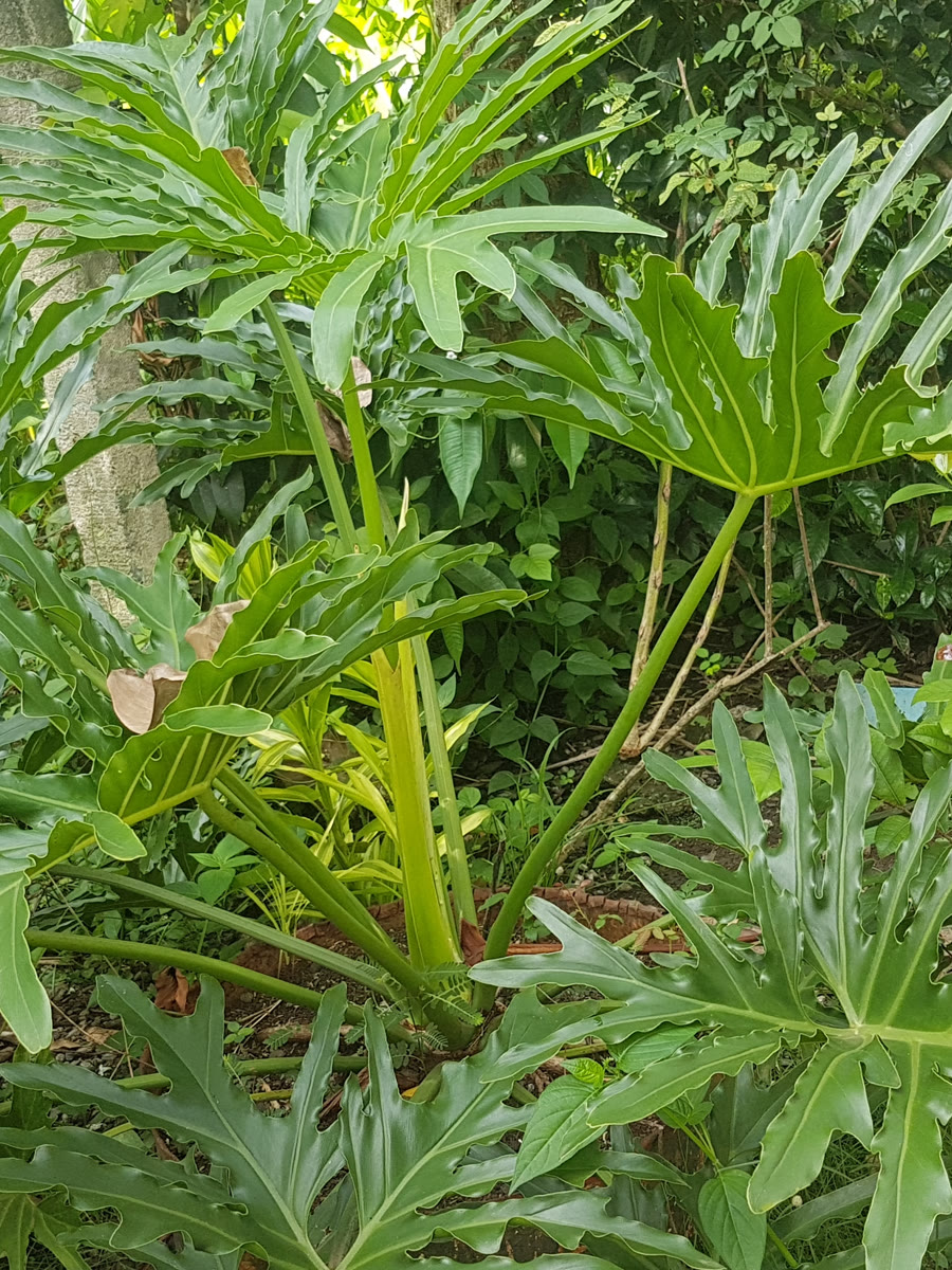 Филодендрон Селло (Philodendron bipinnatifidum) — глубоко рассечённые листья, расходящиеся из центральной розетки
