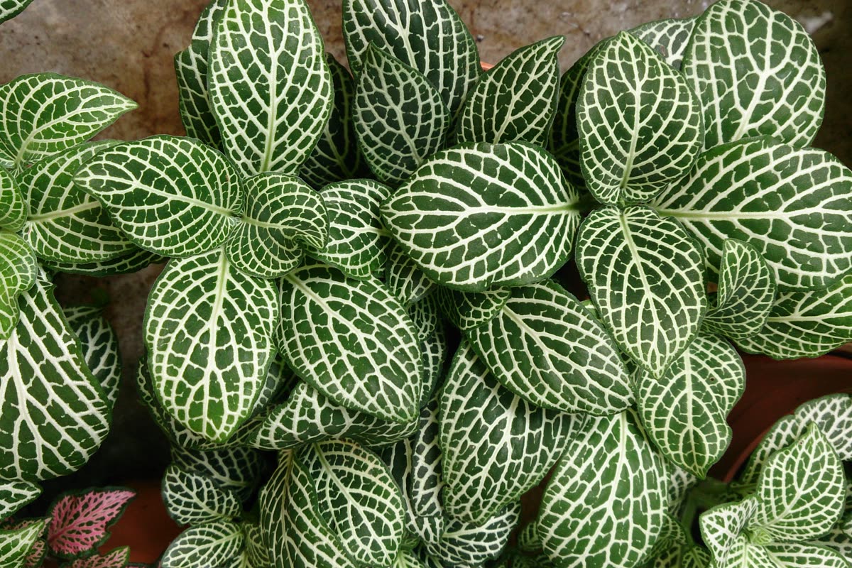 Фиттония бело-жилковая (Fittonia albivenis) — густая сеть белых прожилок на листьях