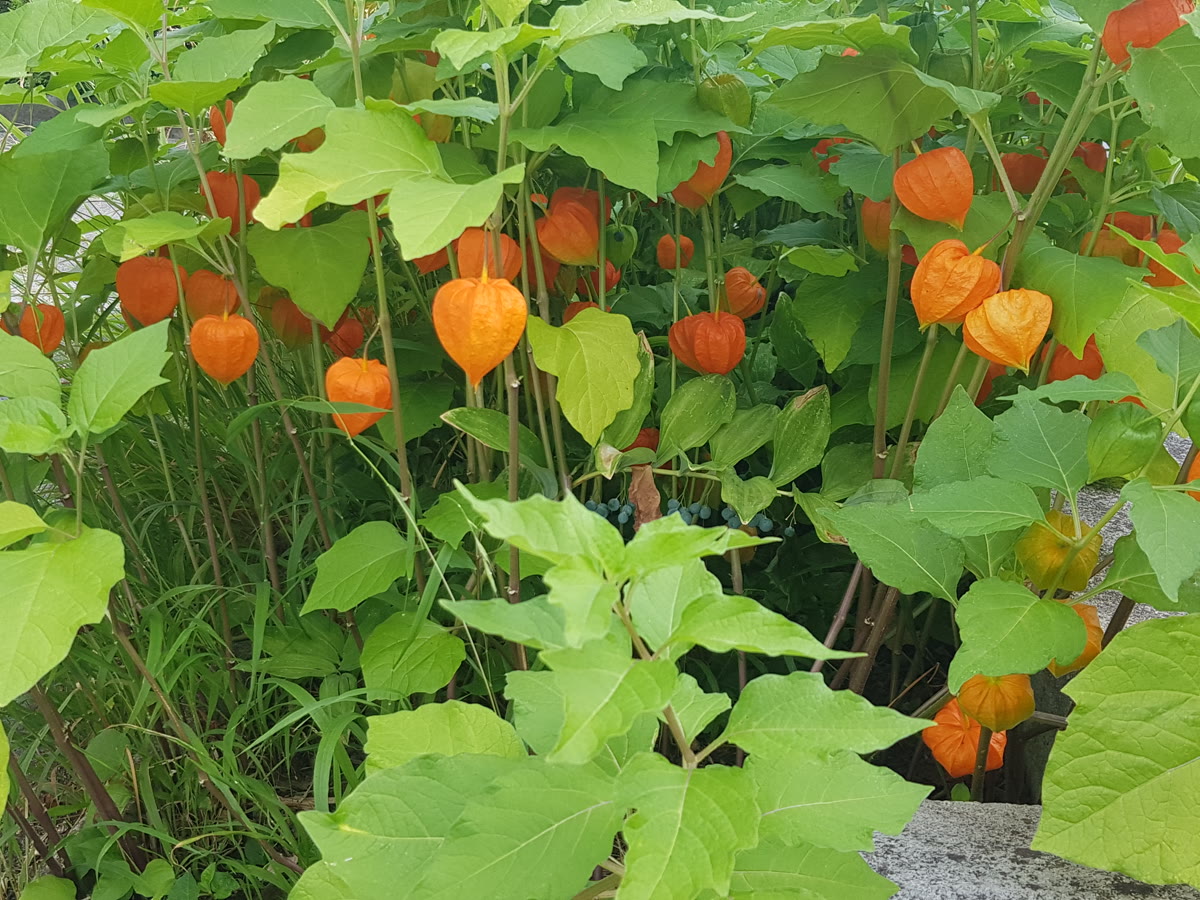 Физалис декоративный (Physalis alkekengi) — оранжевые бумажные фонарики-чашечки