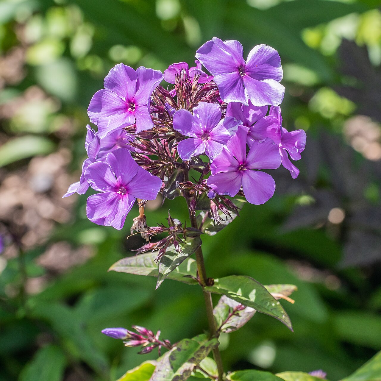 Флокс метельчатый «Блю Парадайз» (Phlox paniculata 'Blue Paradise') — соцветие с сиренево-фиолетовыми цветками и малиновым глазком над тёмными бутонами в ясный солнечный день