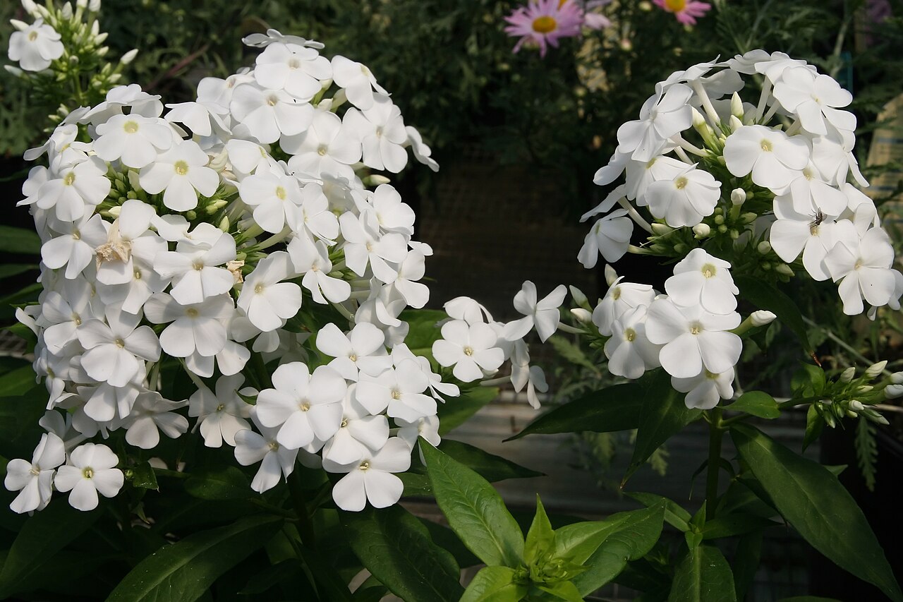 Флокс метельчатый «Дэвид» (Phlox paniculata 'David') — крупные чисто-белые цветки с едва заметным светлым глазком в плотных соцветиях над тёмно-зелёной листвой