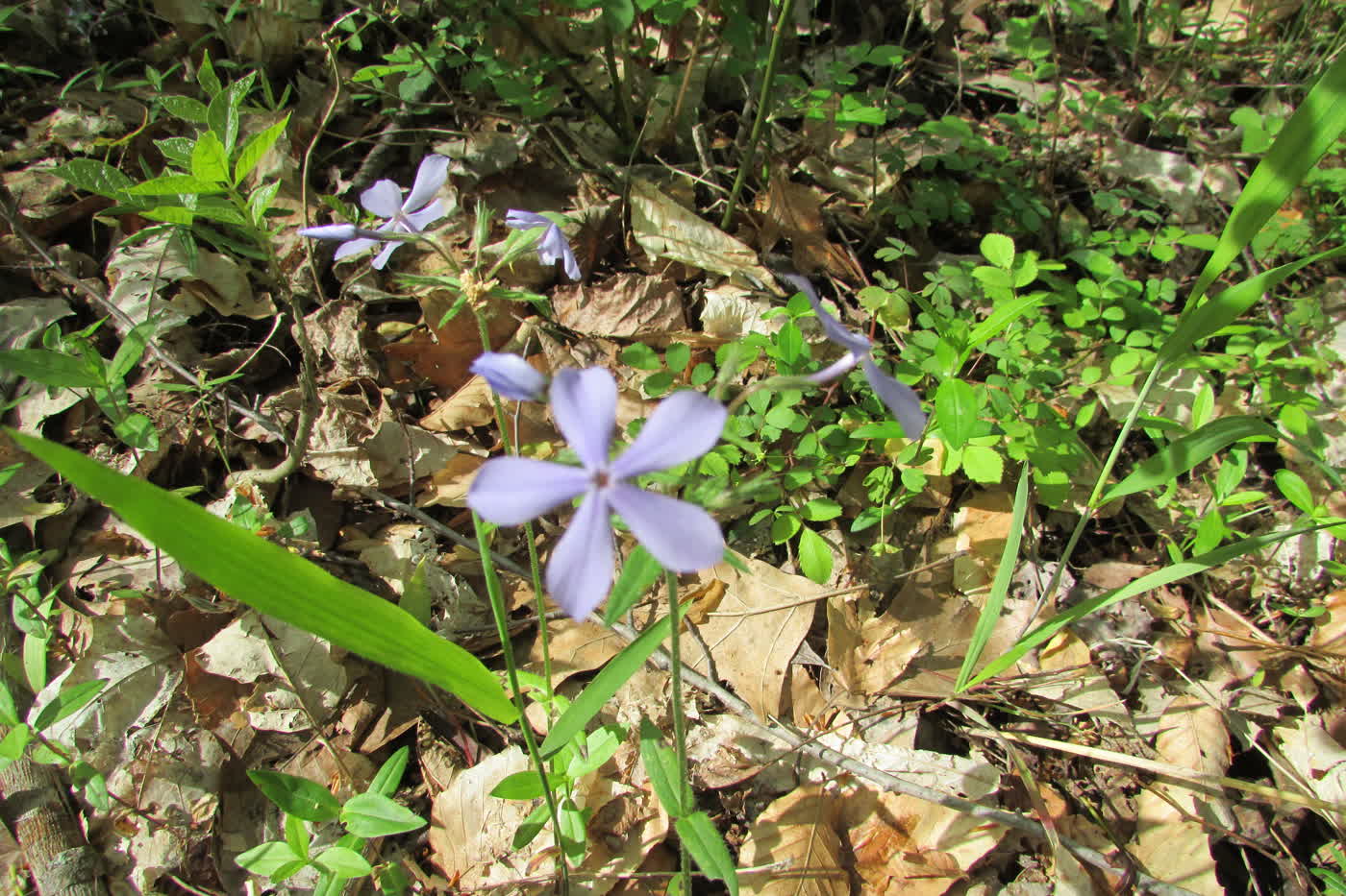 Флокс раскидистый (Phlox divaricata) — лесной почвопокровный флокс с бледно-лавандовыми цветками