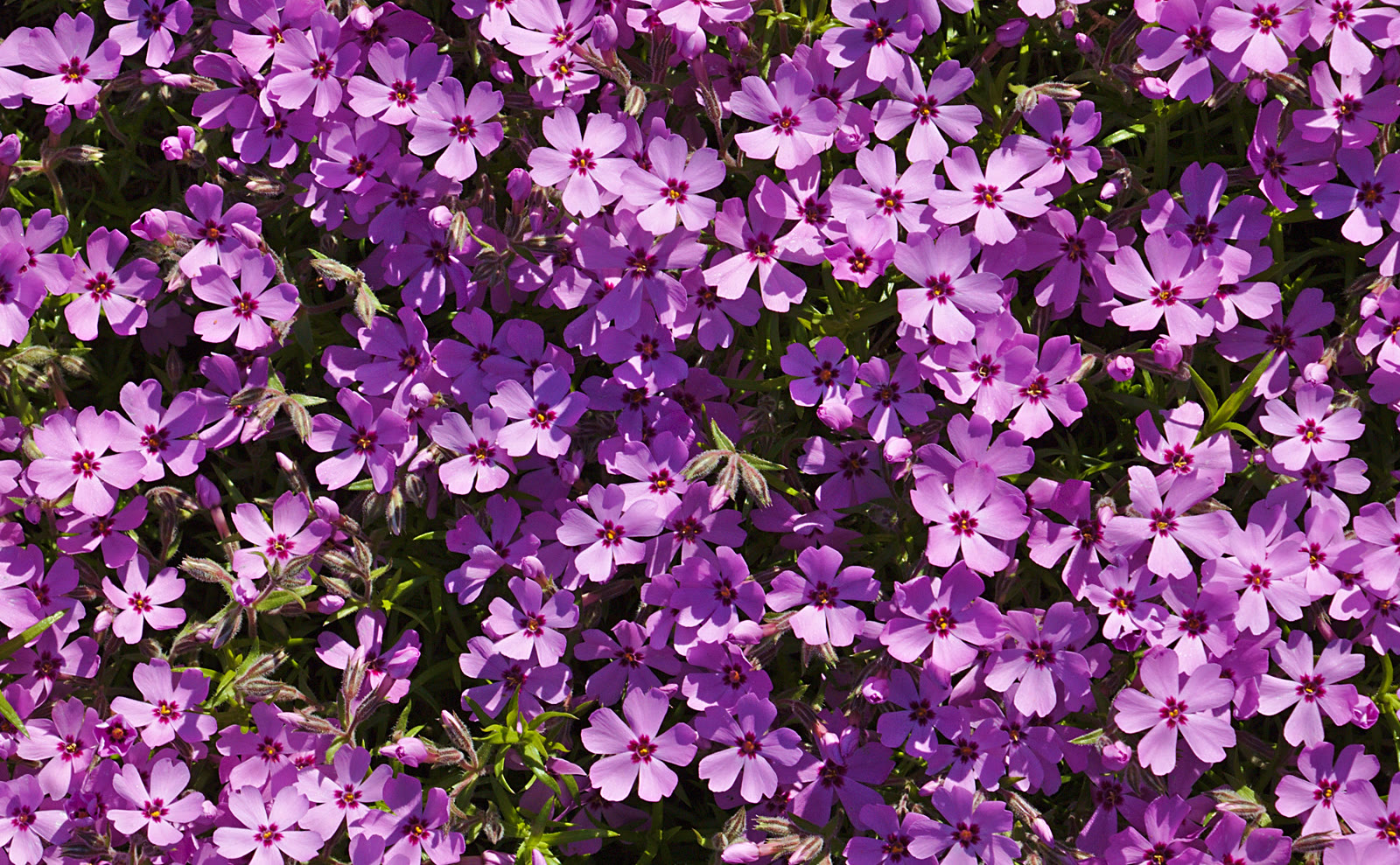 Флокс шиловидный (Phlox subulata) — цветущий коврик из мелких лиловых цветков
