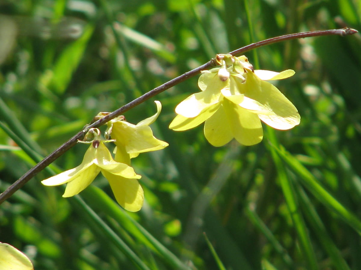 Форзиция повислая (Forsythia suspensa) — свисающие золотистые цветки на тонкой поникающей плети