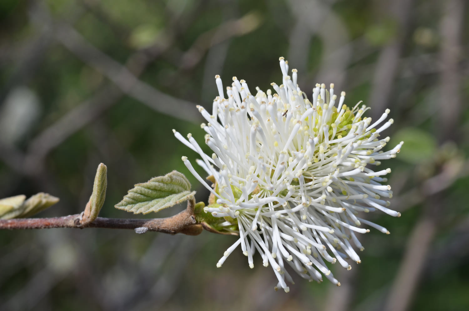 Фотергилла Гарднера (Fothergilla gardenii) — белые соцветия-«ёршики» без лепестков