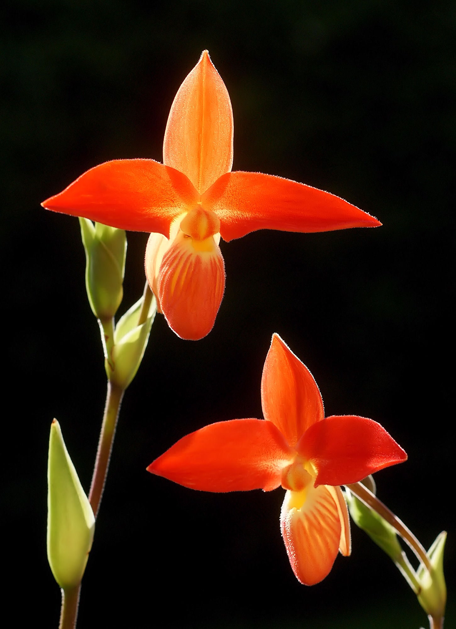 Фрагмипедиум (Phragmipedium besseae) — ярко-оранжевый цветок орхидеи-башмачка
