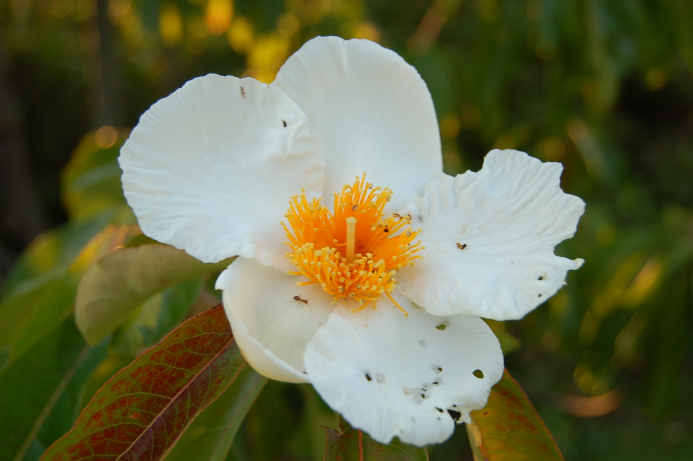 Белый цветок франклинии алатамахской (Franklinia alatamaha) с золотисто-жёлтыми тычинками