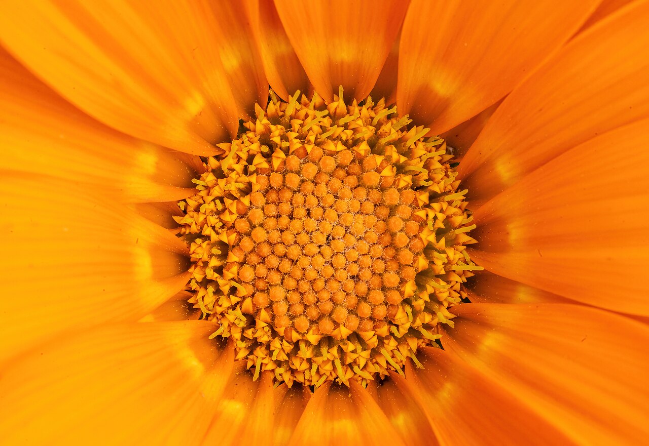 Гацания (Gazania) — внешний вид растения