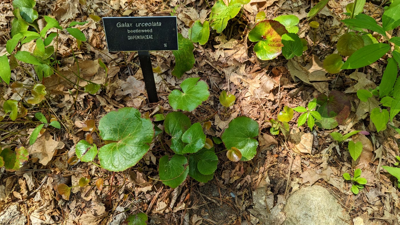 Галакс круглолистный (Galax urceolata) — глянцевые округлые листья на длинных черешках