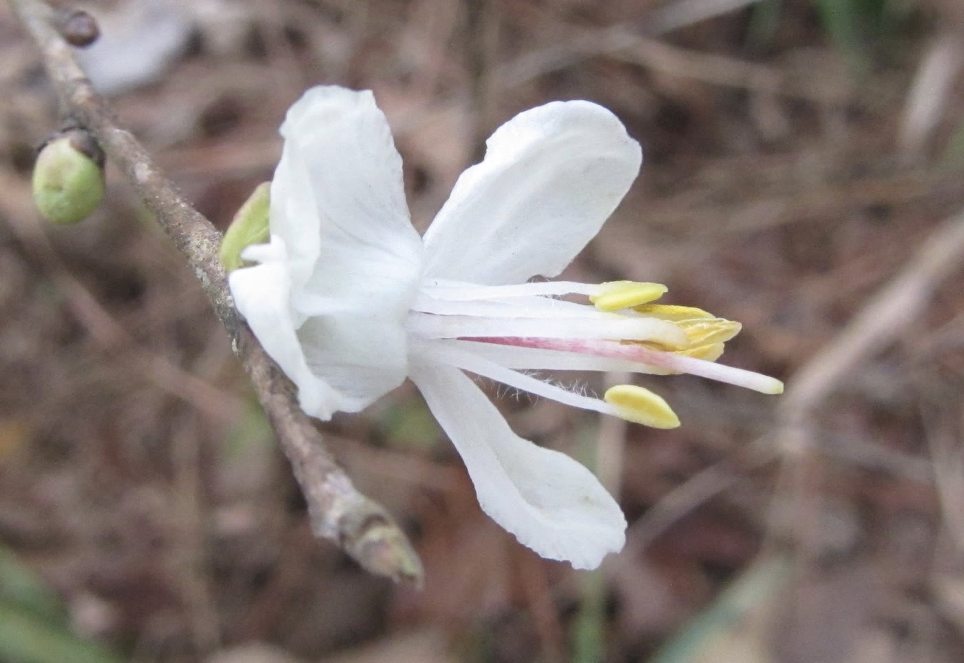 Галезия каролинская (Halesia carolina) — свисающие белые колокольчатые цветки на ветвях