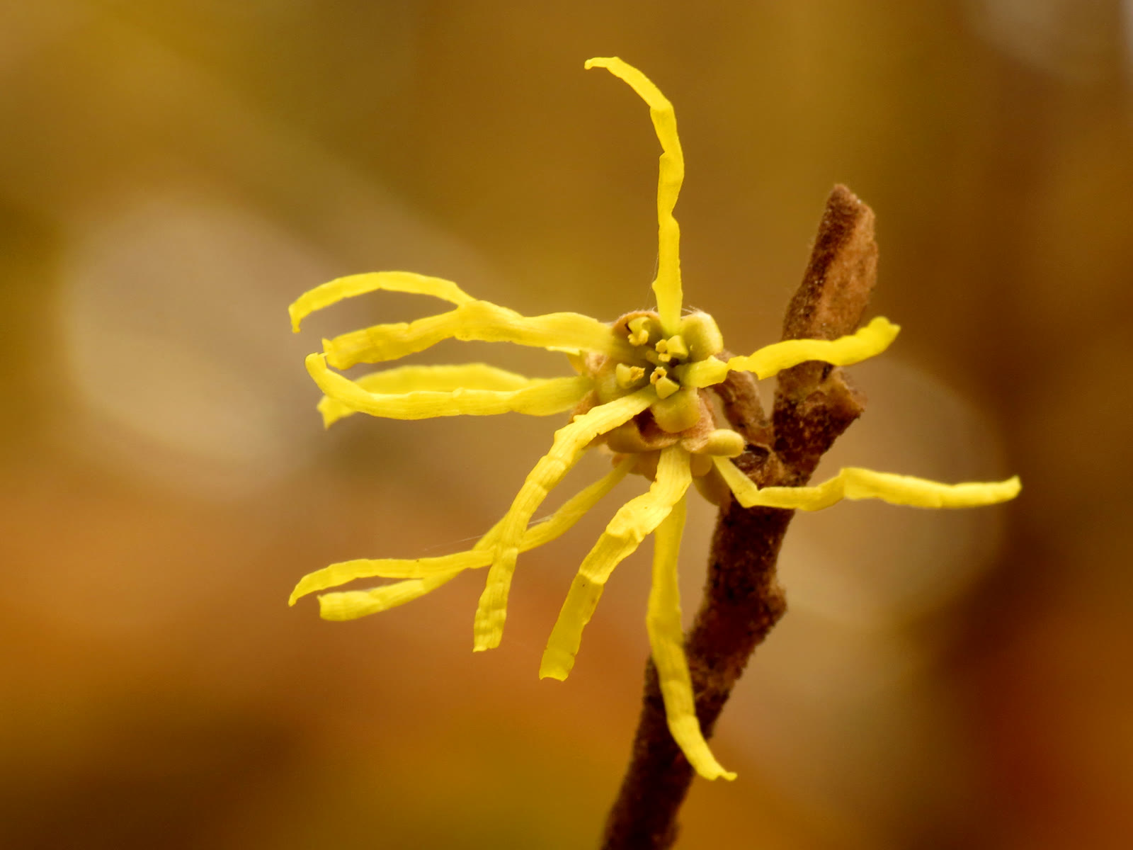 Гамамелис виргинский (Hamamelis virginiana) — цветущие ветви поздней осенью