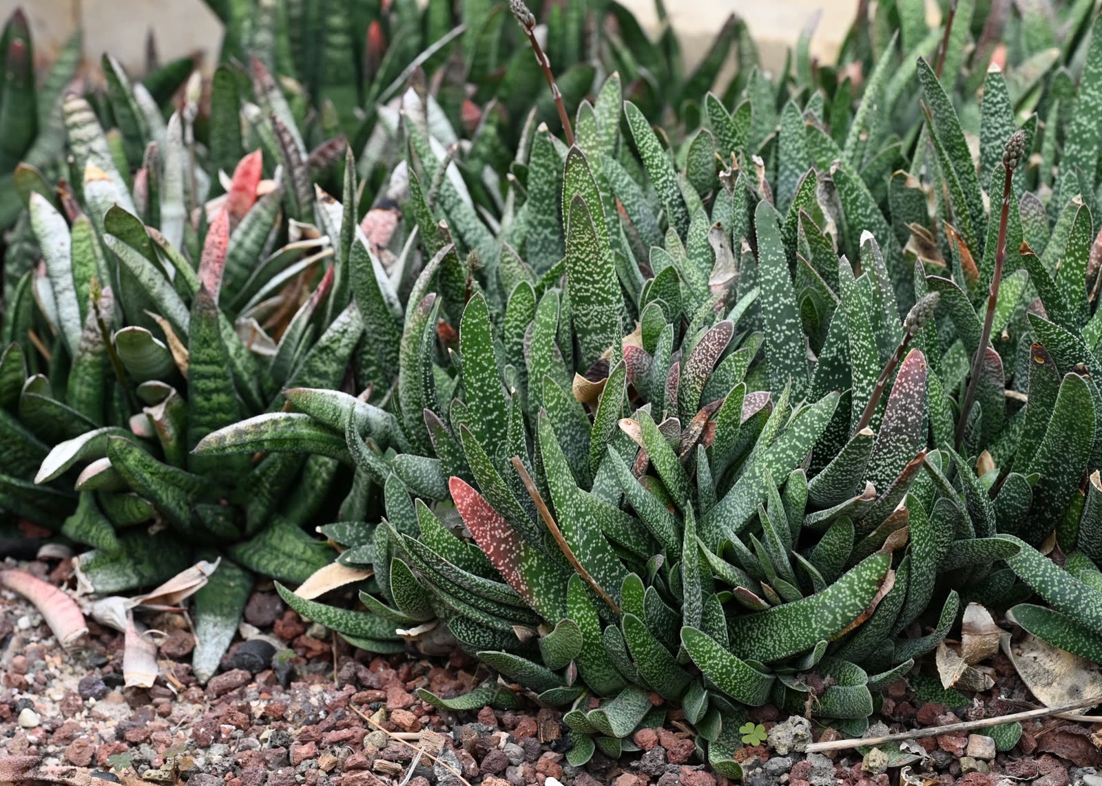 Гастерия Бейтса (Gasteria batesiana) — гладкие толстые языковидные листья, растущие строго в два ряда плоским веером