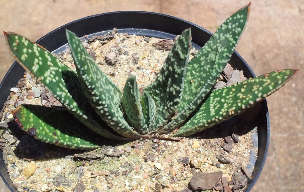 Гастерия бородавчатая (Gasteria verrucosa) — крупный план листьев, сплошь покрытых мелкими белыми бугорками