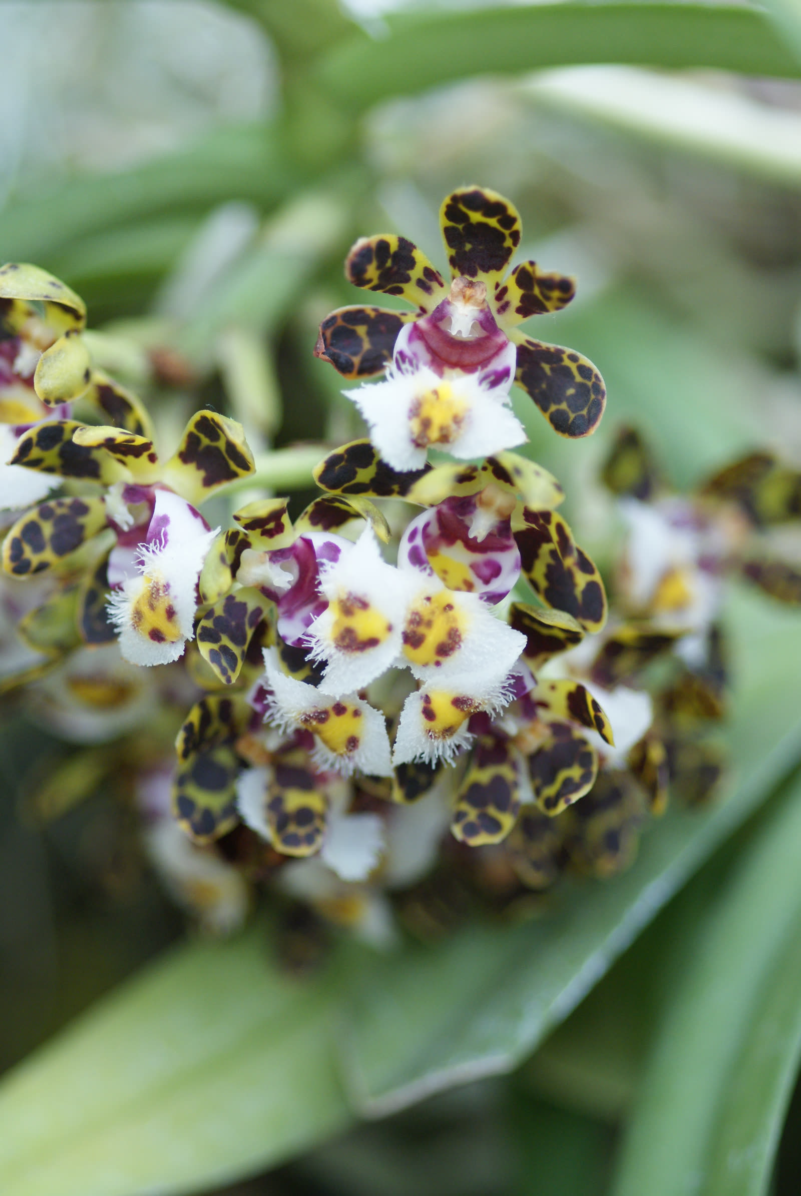 Гастрохилус беллинус (Gastrochilus bellinus) — цветок с красно-коричневым крапом