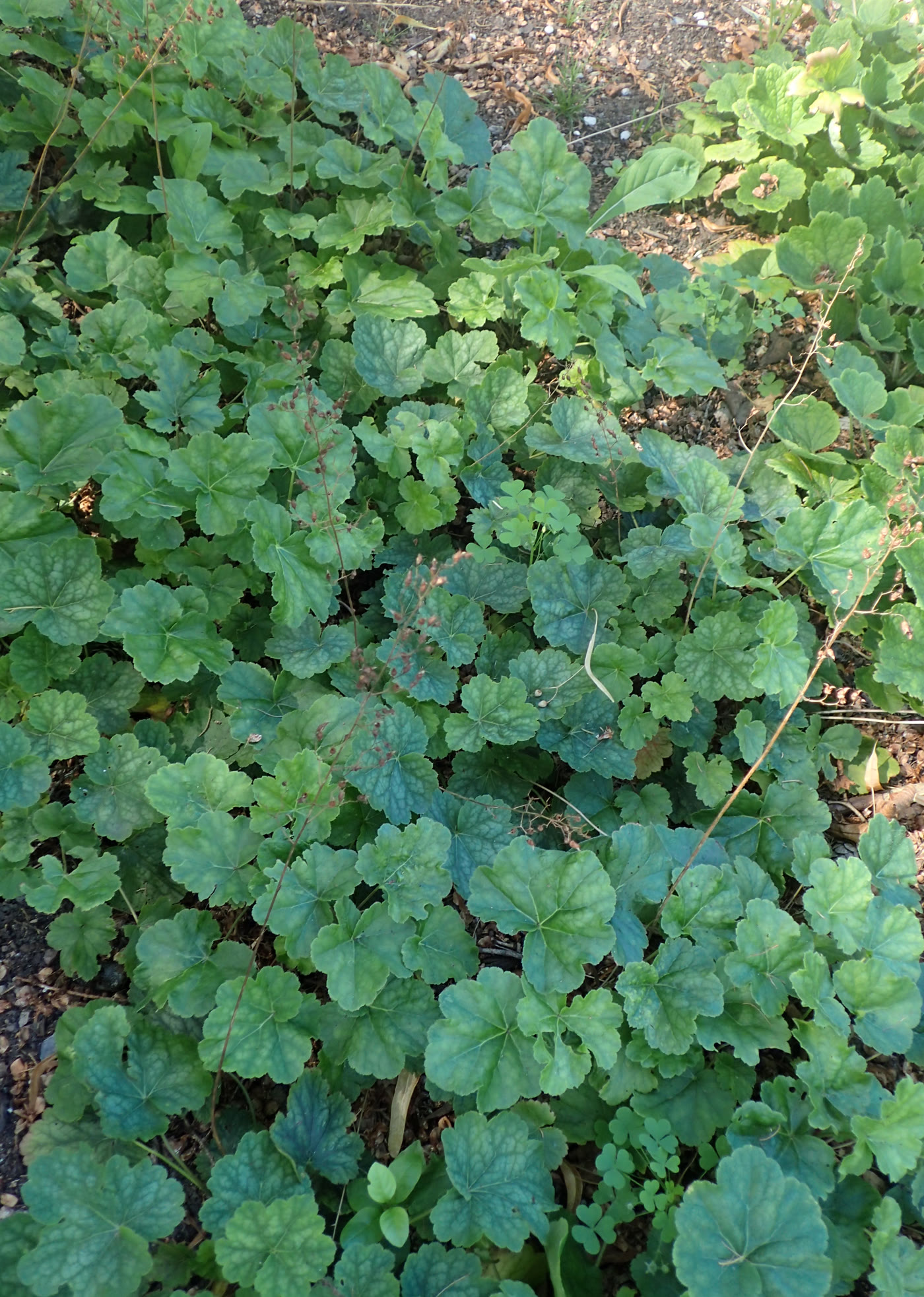Гейхера американская (Heuchera americana) — природная розетка с мраморным рисунком листьев