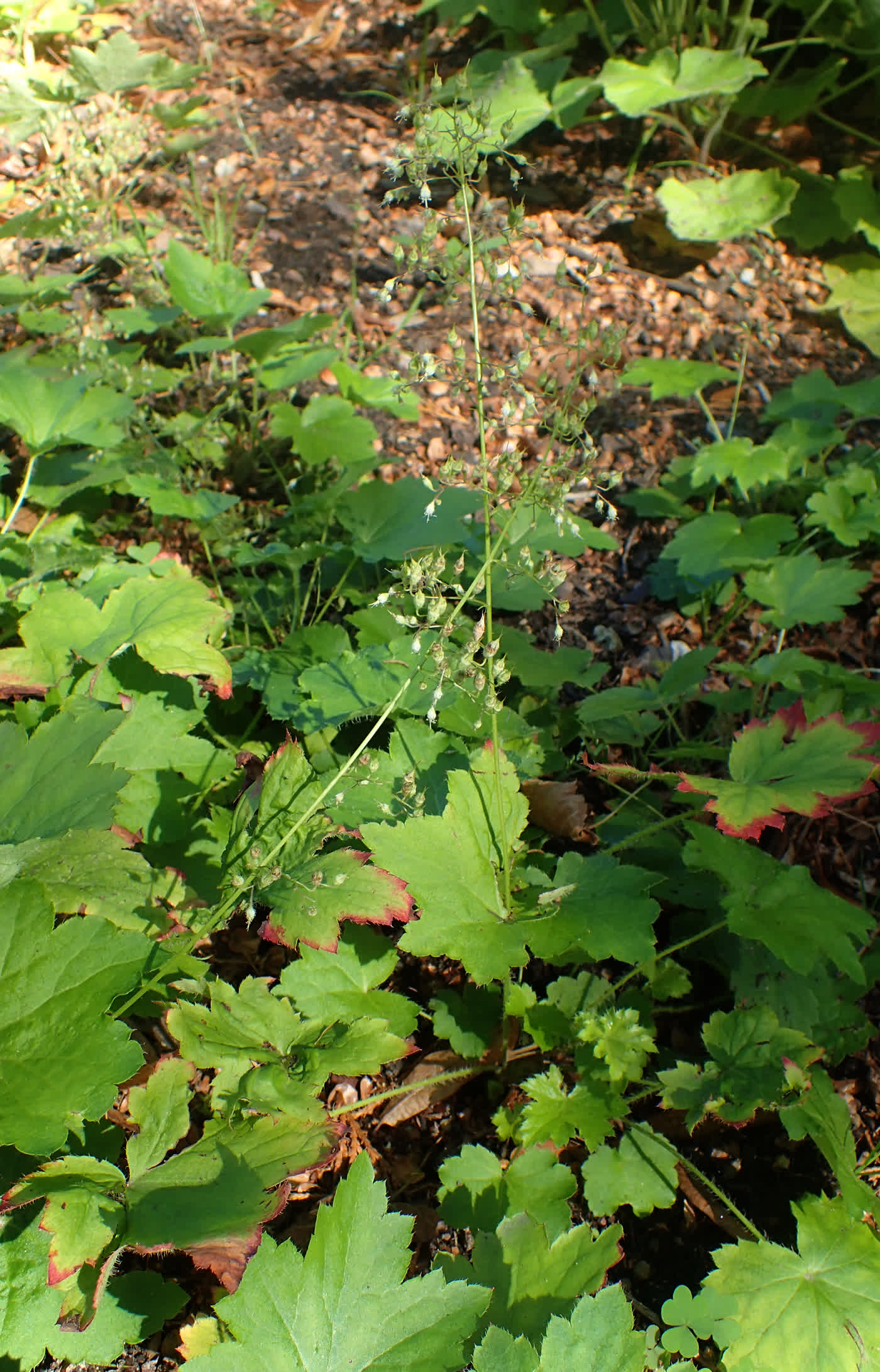 Гейхера мохнатая (Heuchera villosa) — опушённая розетка листьев на каменистом уступе
