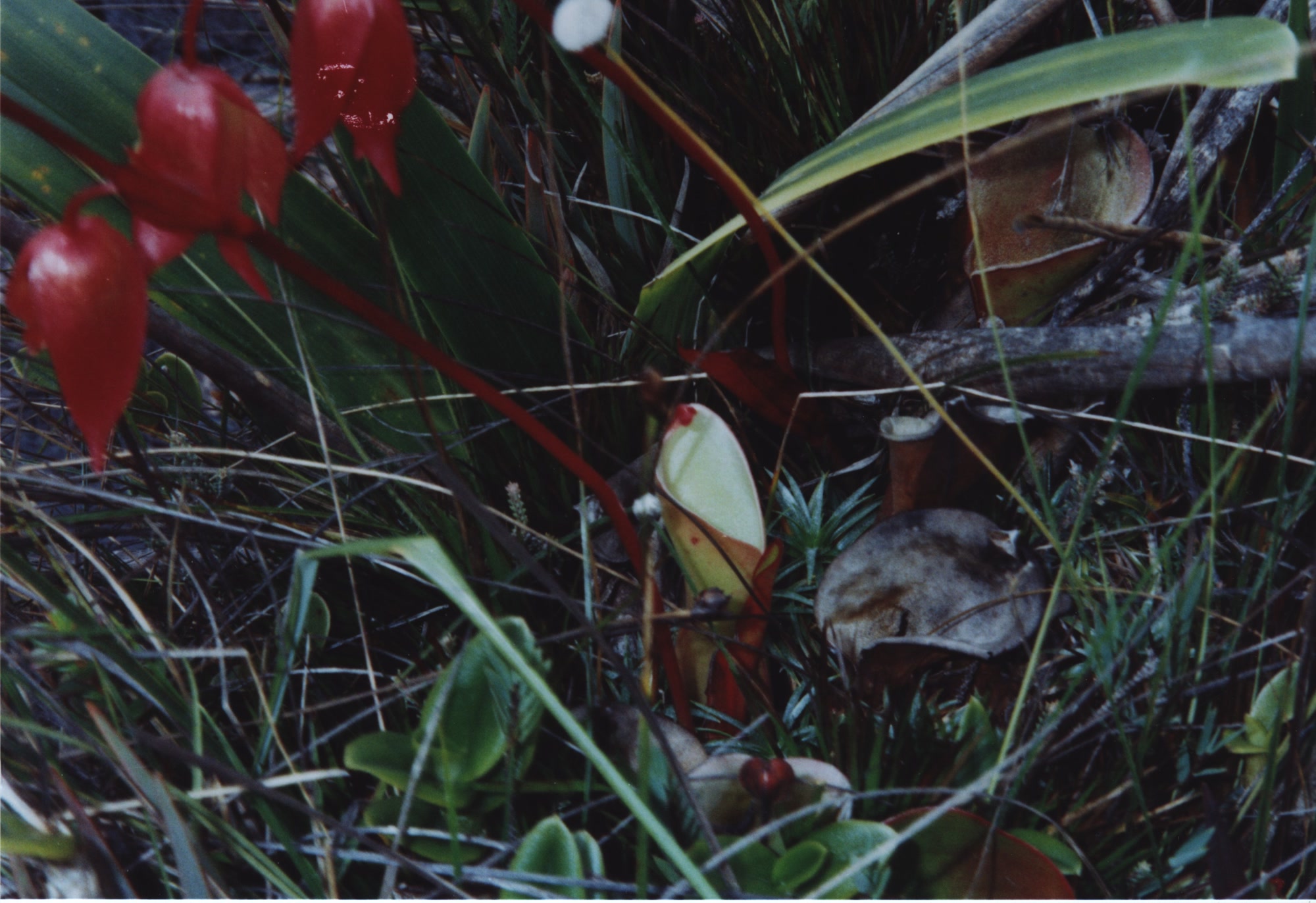 Гелиамфора поникающая (Heliamphora nutans) в естественной среде на горе Рорайма
