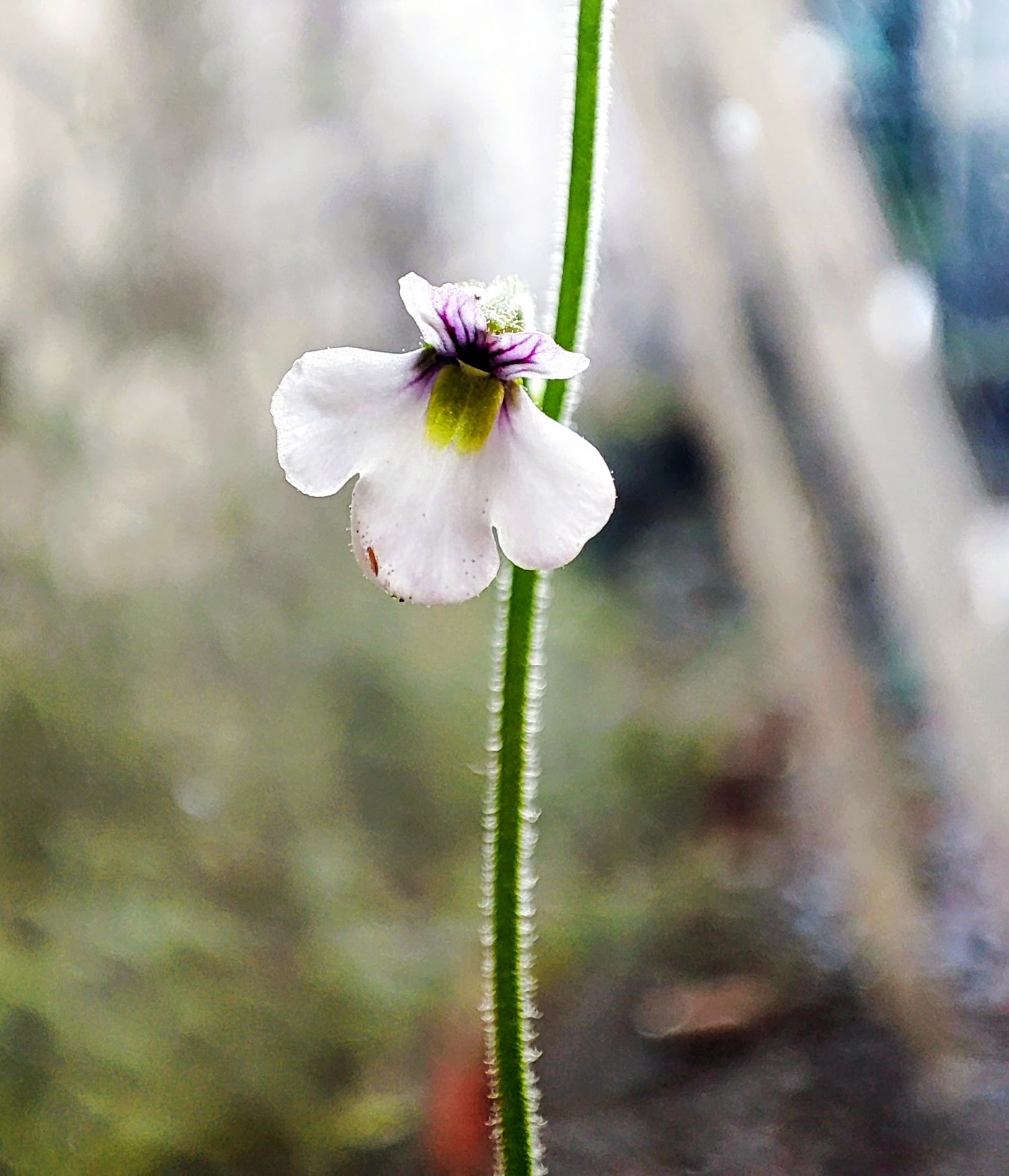 Генлизея фиолетовая (Genlisea violacea) — двугубый бело-фиолетовый цветок на тонком опушённом цветоносе