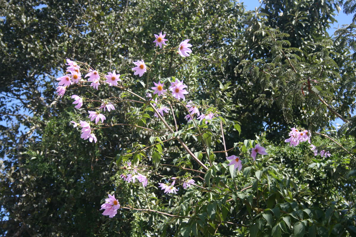 Георгина древовидная (Dahlia imperialis) — гигантский куст с толстыми полыми стеблями