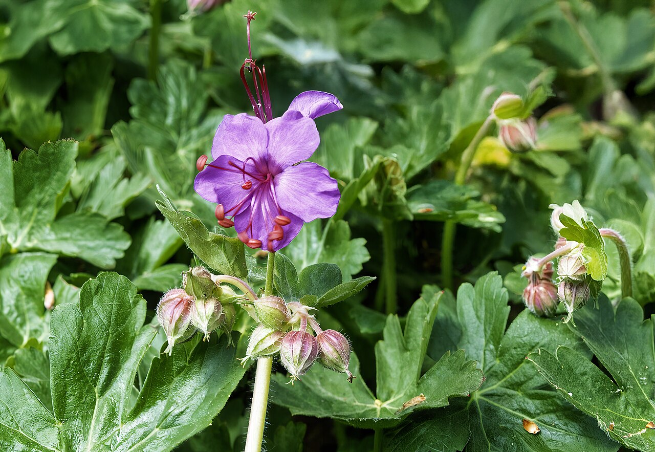 Герань крупнокорневищная (Geranium macrorrhizum) — соцветие и ароматные пальчато-рассечённые листья почвопокровного коврика