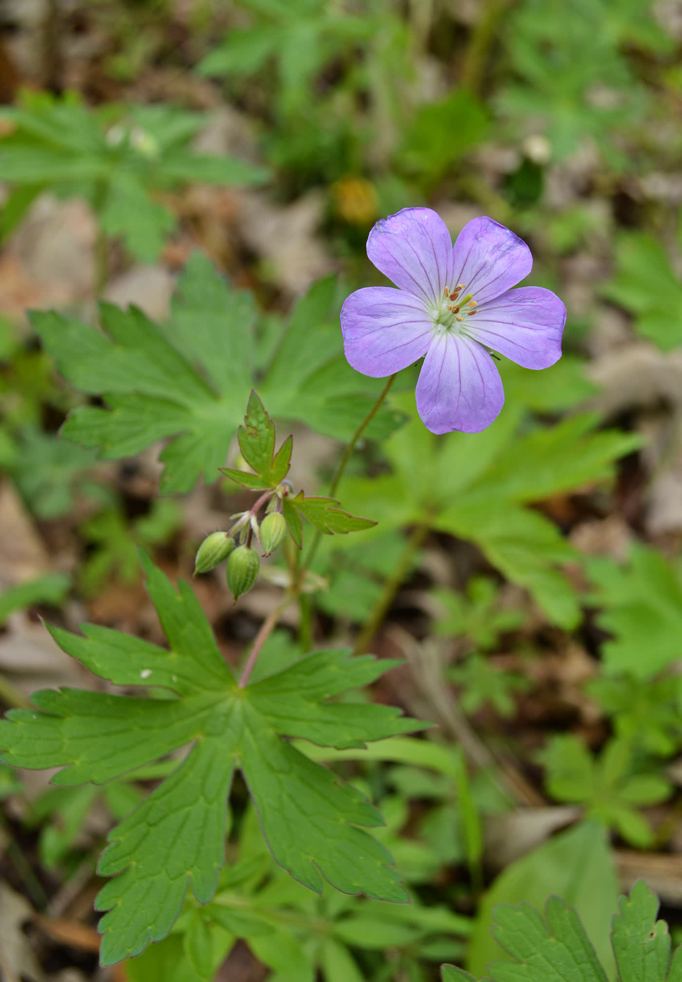 Герань пятнистая (Geranium maculatum) — лавандово-розовые цветки над лопастными листьями в лесной полутени