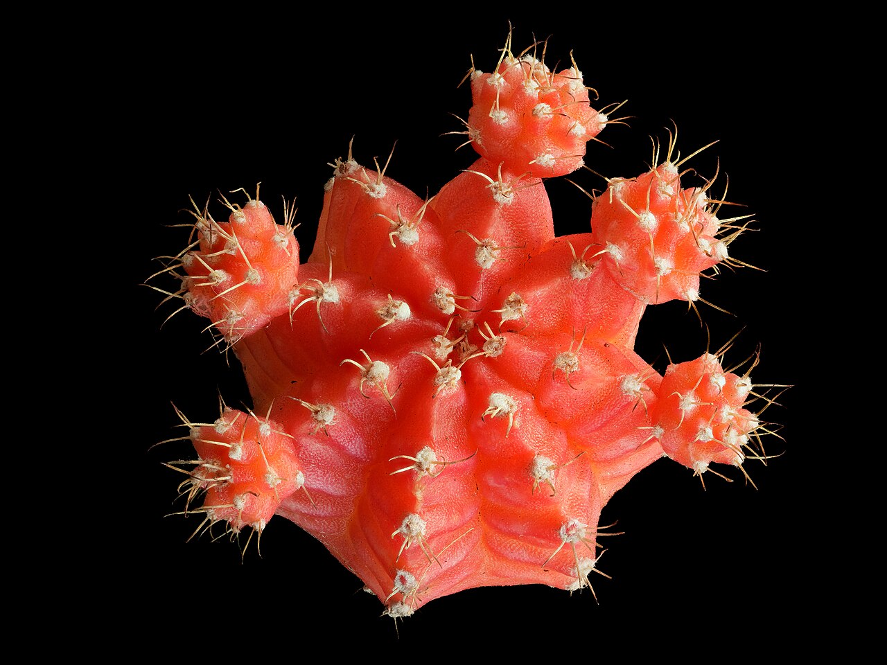 Гимнокалициум (Gymnocalycium) — внешний вид растения