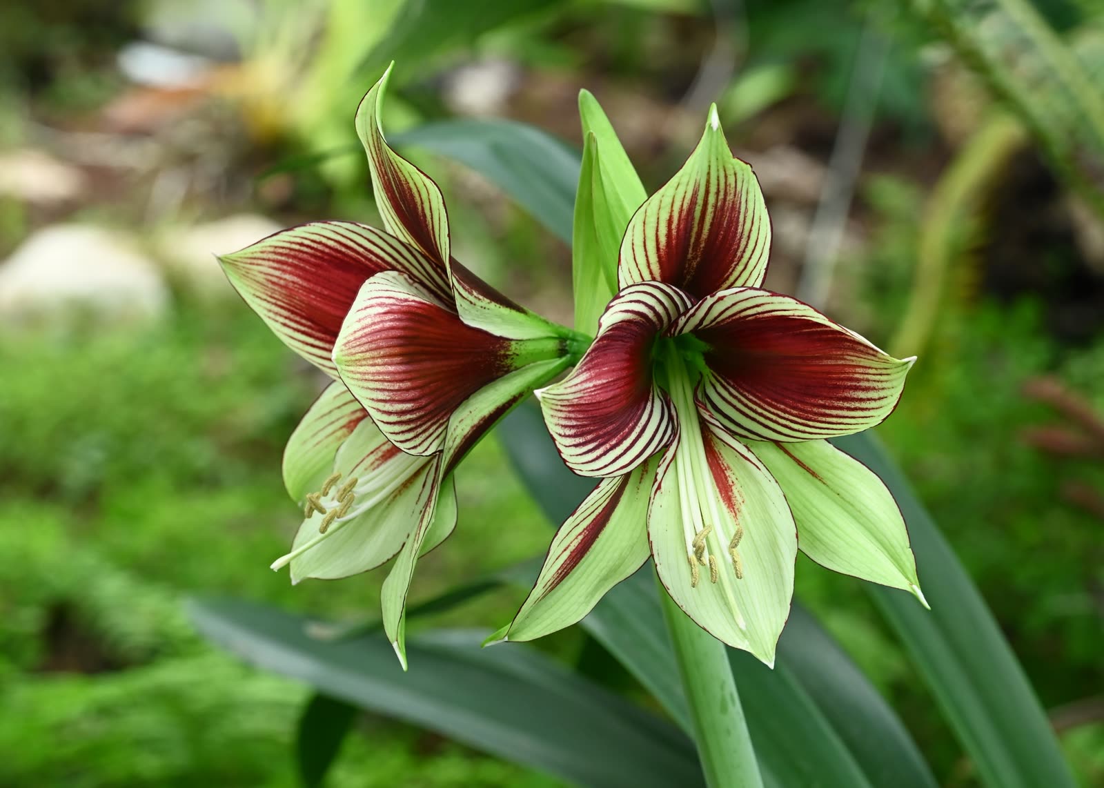 Гиппеаструм бабочка (Hippeastrum papilio) — зеленовато-белый цветок с бордовыми штрихами, напоминающими крылья бабочки