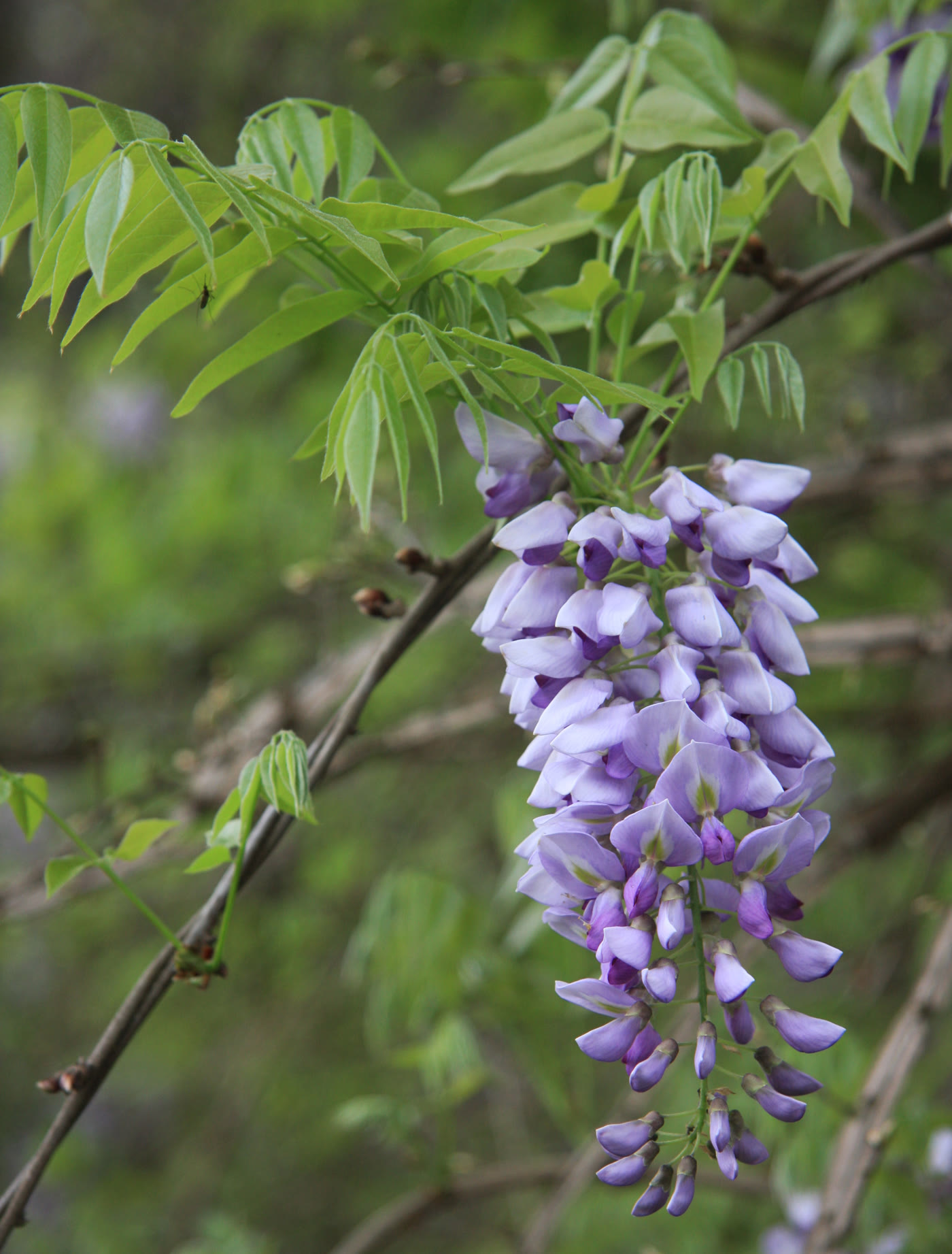 Глициния кустарниковая (Wisteria frutescens) — кисть цветков
