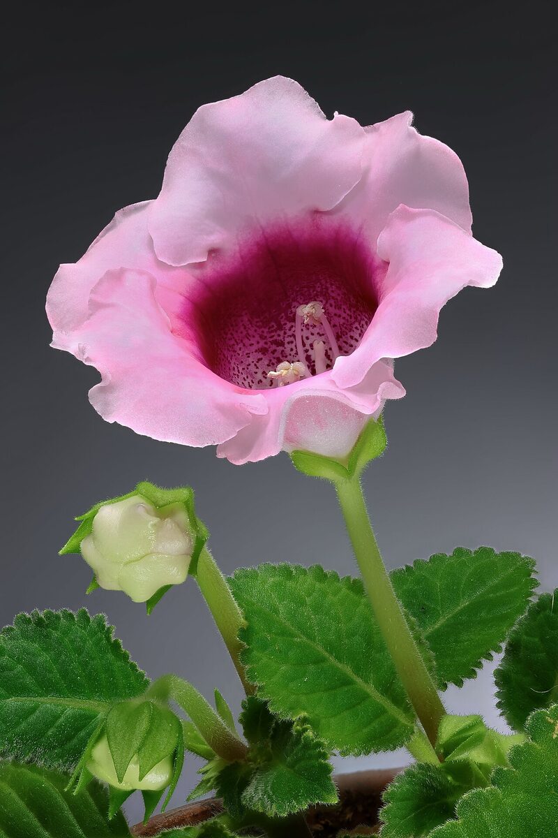 Глоксиния (синнингия) (Sinningia speciosa) — внешний вид растения