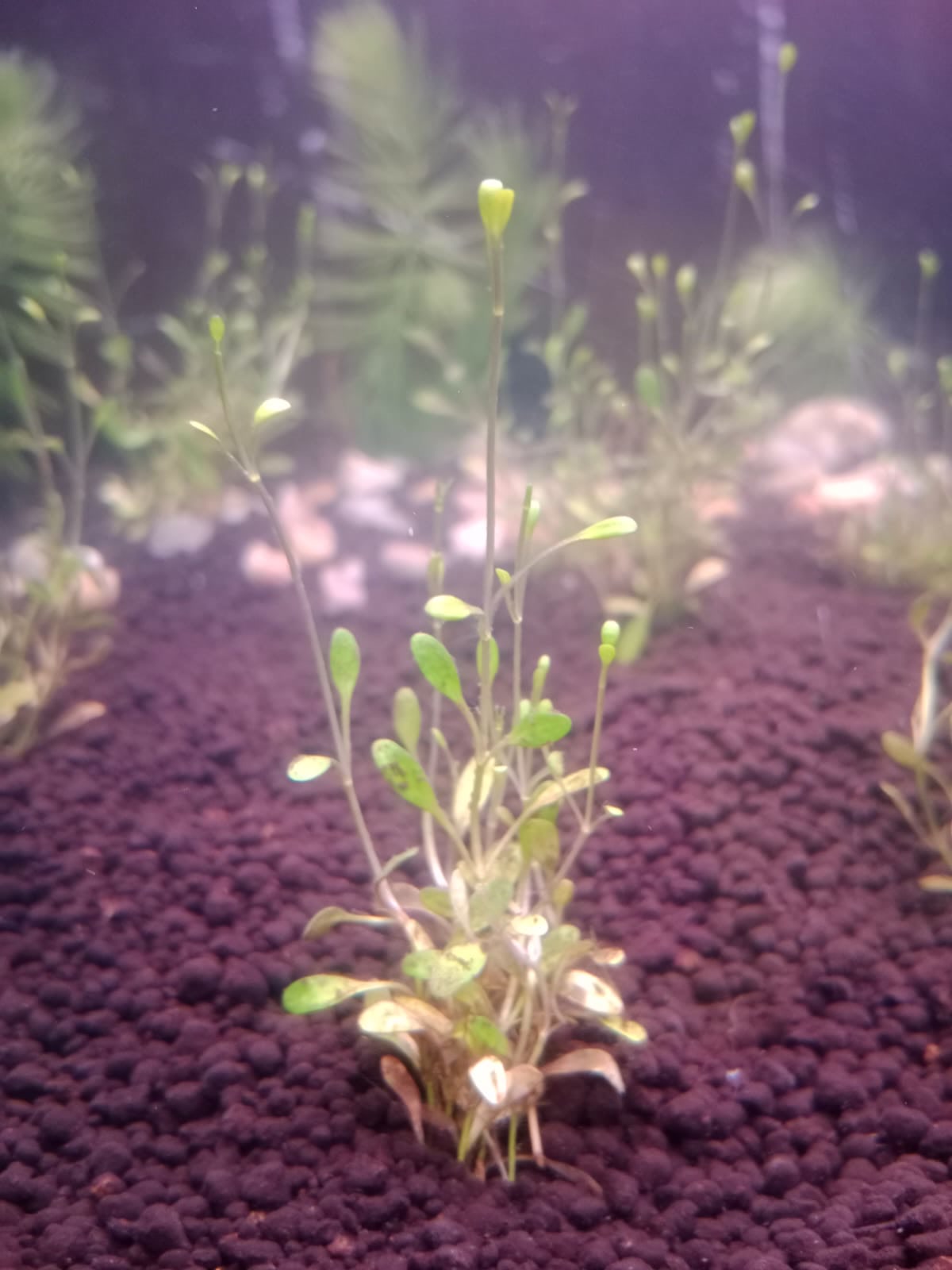 Глоссостигма (Glossostigma elatinoides) — плотный зелёный ковёр на переднем плане аквариума
