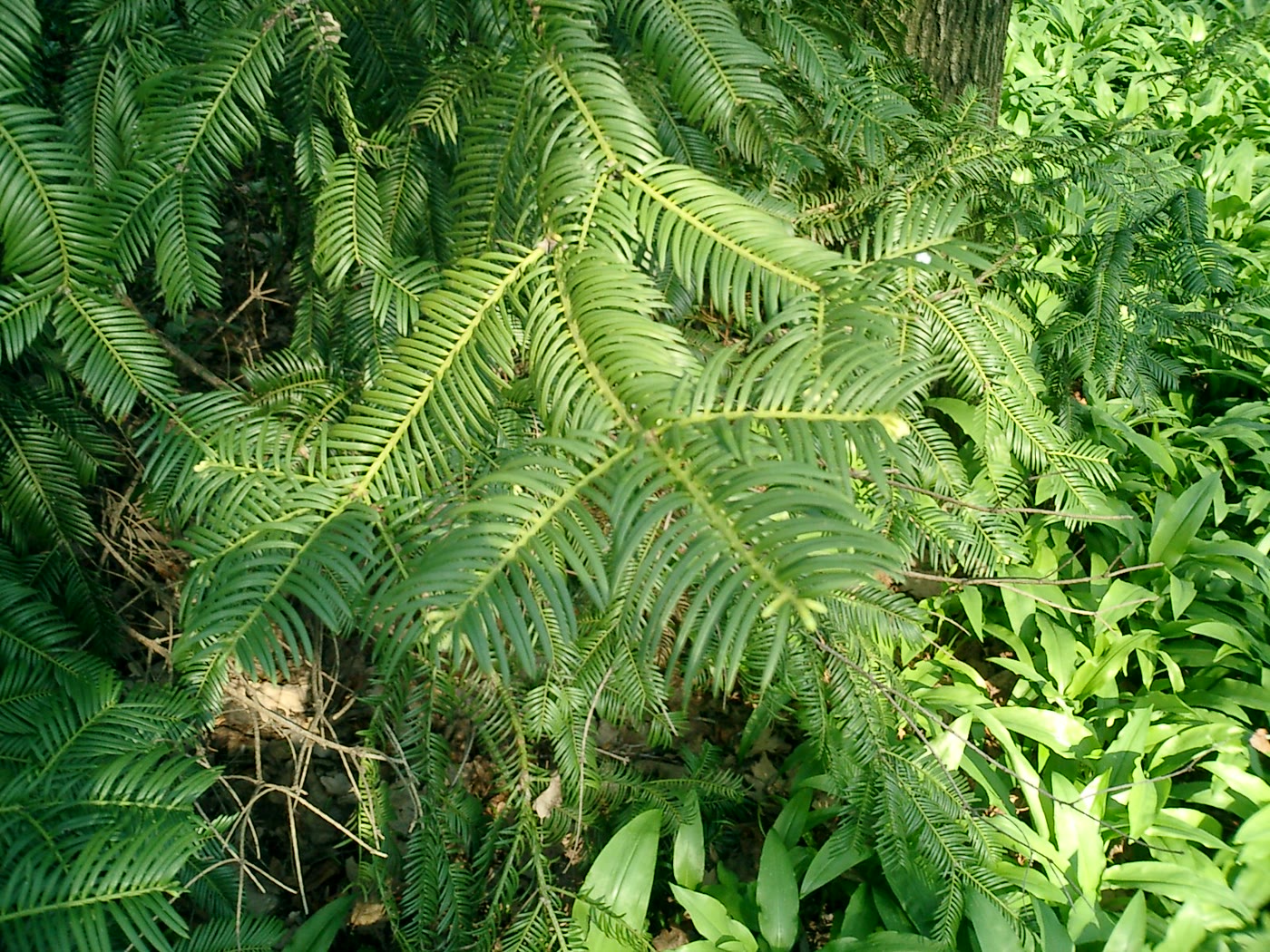 Головчатотис Харрингтона (Cephalotaxus harringtonii) — хвоя крупным планом