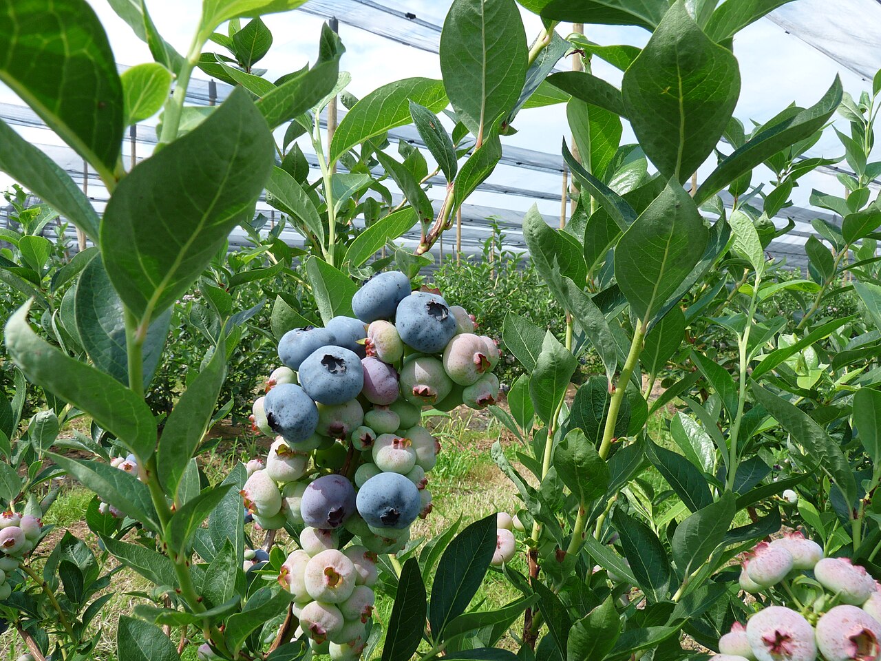 Созревающие ягоды голубики Чандлер (Vaccinium corymbosum 'Chandler') на кусте