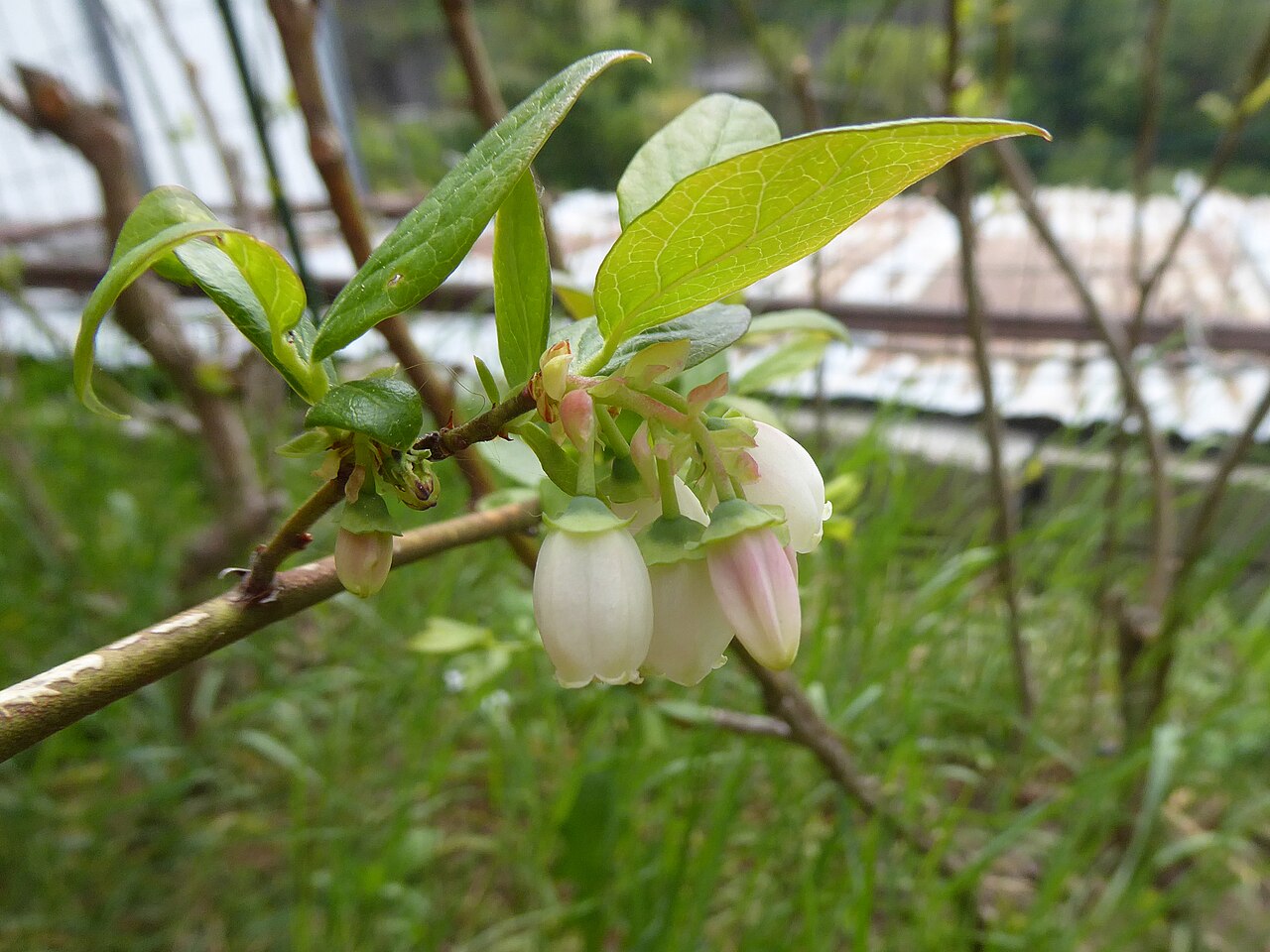 Ветка голубики высокорослой (Vaccinium corymbosum) с белыми колокольчатыми цветками и молодыми листьями