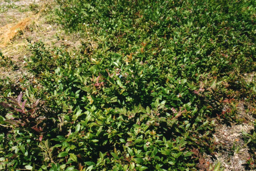 Голубика узколистная (Vaccinium angustifolium) — низкорослая стелющаяся колония