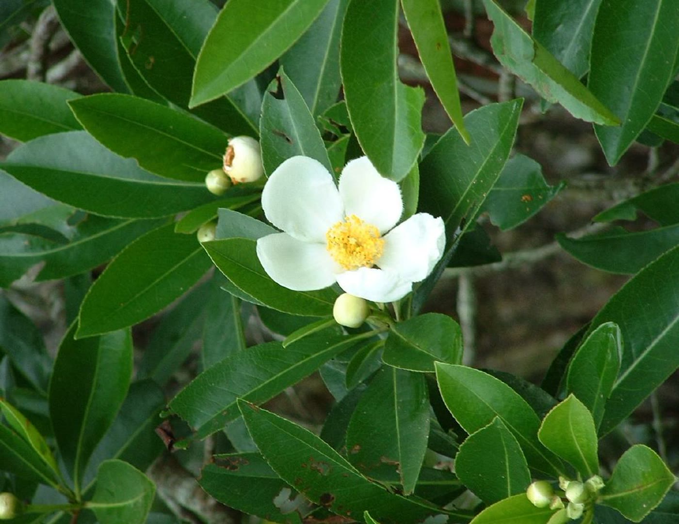 Белый цветок гордонии лозиантус (Gordonia lasianthus) на фоне глянцевых вечнозелёных листьев