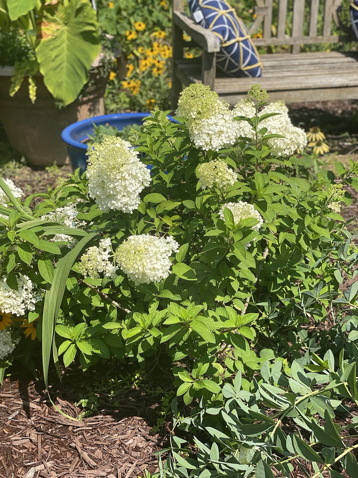 Гортензия метельчатая Бобо (Hydrangea paniculata 'Bobo') — компактный округлый куст с плотными белыми метёлками