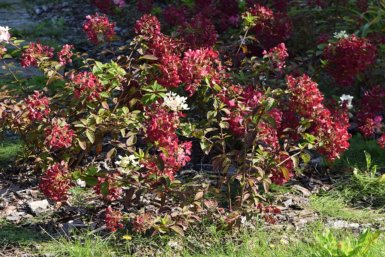 Гортензия метельчатая Диамант Руж (Hydrangea paniculata 'Diamant Rouge') — метёлки, меняющие окраску от белой через розовую к красной