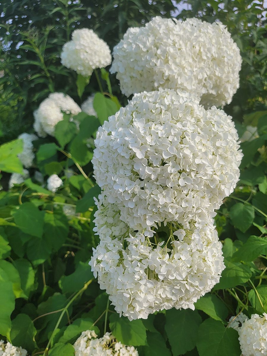 Гортензия древовидная (Hydrangea arborescens) сорта Annabelle — крупные белые шаровидные соцветия