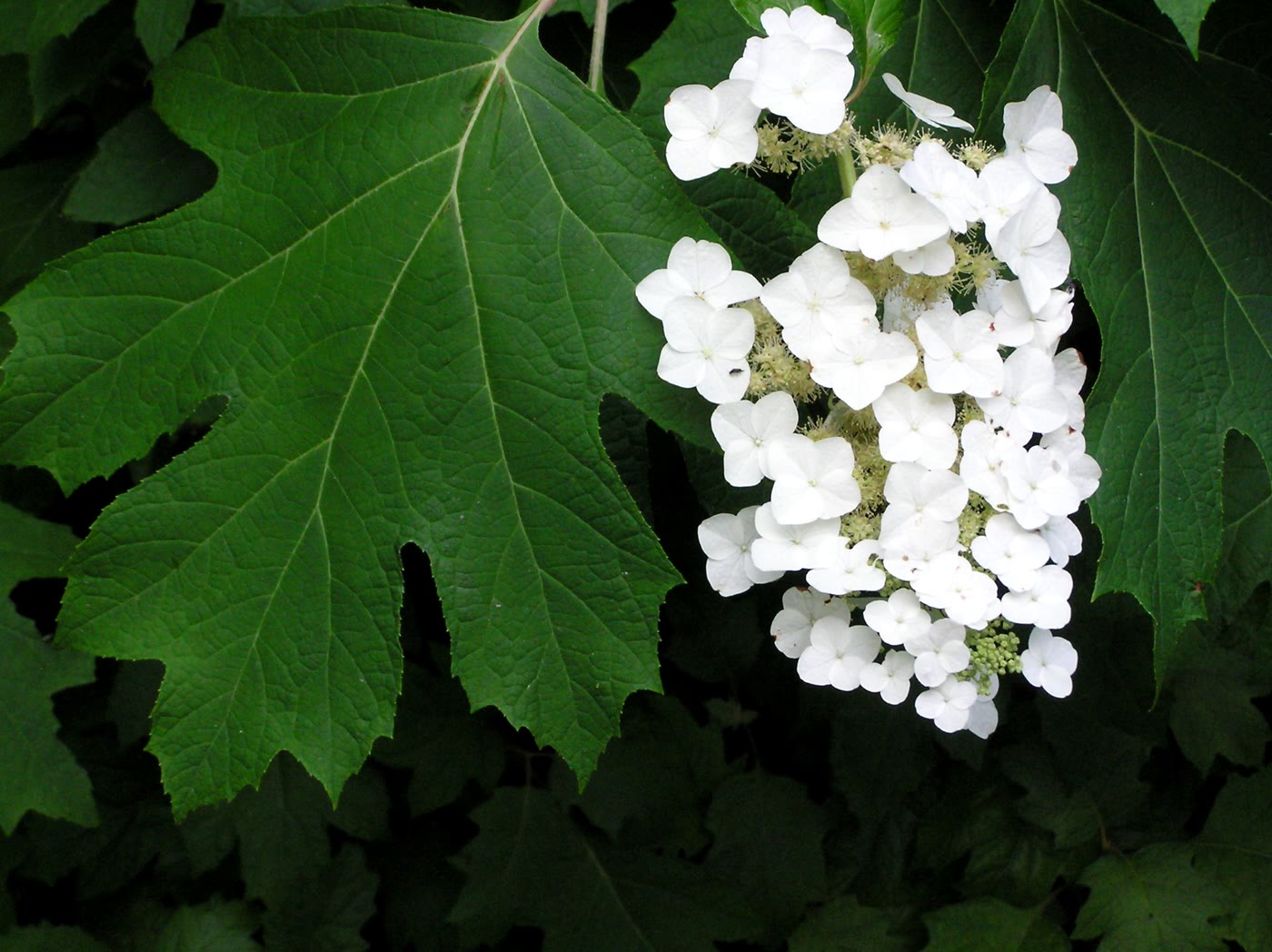 Гортензия дуболистная (Hydrangea quercifolia) — глубоко лопастные листья формой как у дуба и конусовидное белое соцветие