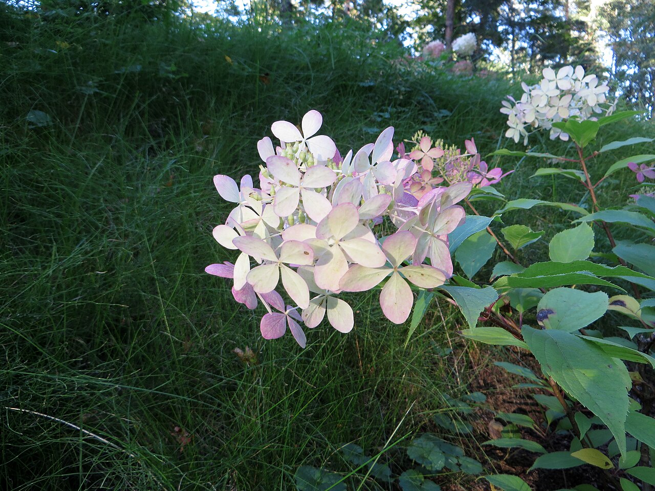 Гортензия метельчатая Фантом (Hydrangea paniculata 'Phantom') — крупная метёлка с бело-розовыми чашелистиками в конце лета
