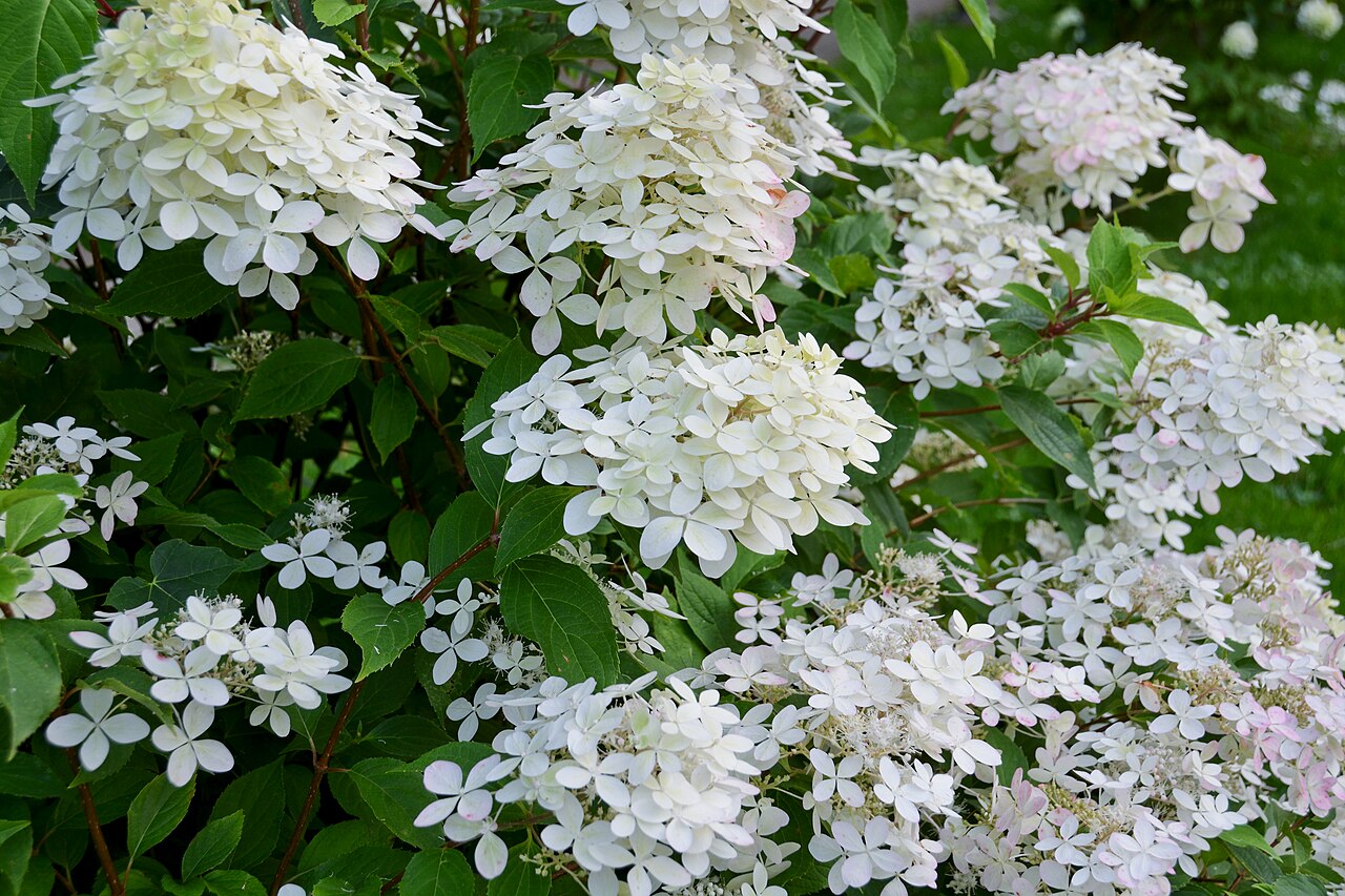 Гортензия метельчатая Мэджикал Кэндл (Hydrangea paniculata 'Magical Candle') — кусты с плотными прямостоячими метёлками-свечами