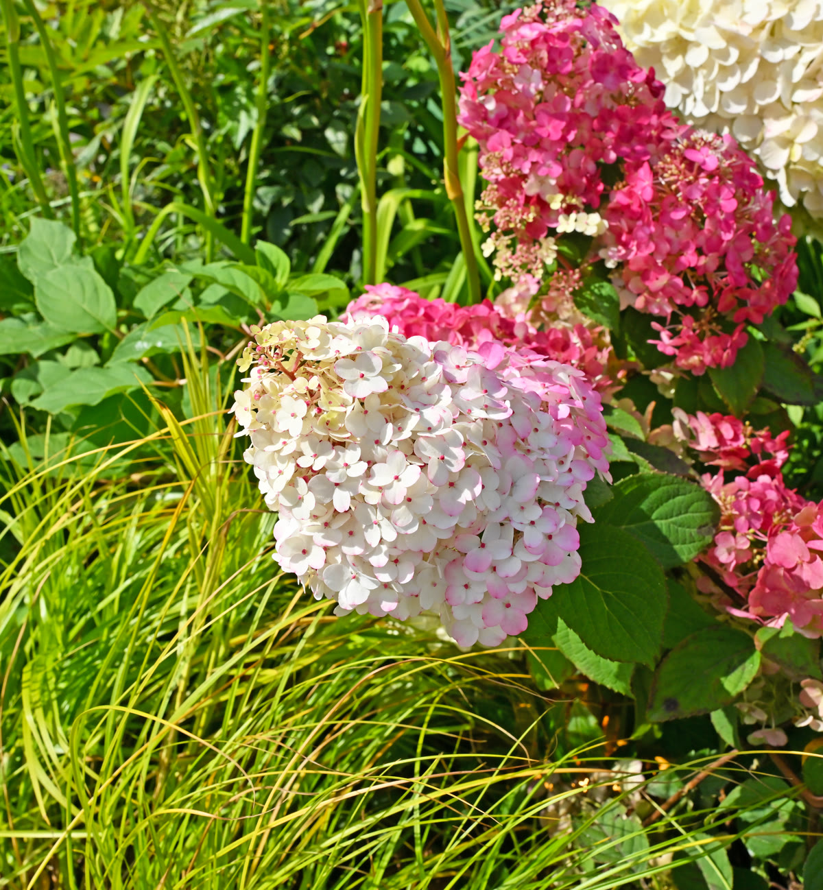 Гортензия метельчатая (Hydrangea paniculata) — конусовидные соцветия, розовеющие от белого к розовому