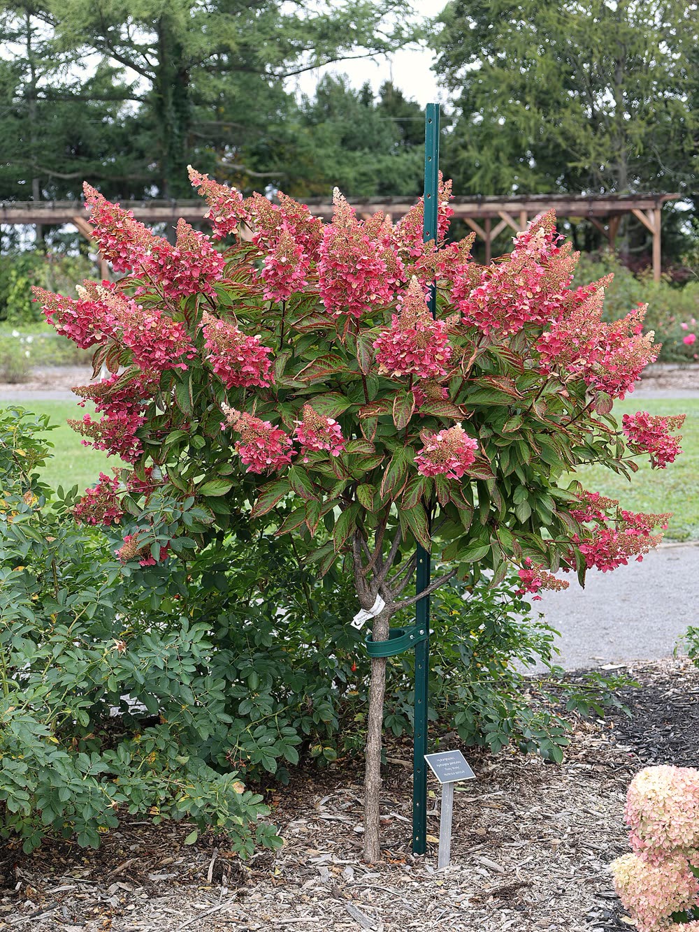 Гортензия метельчатая Пинки Винки (Hydrangea paniculata 'Pinky Winky') на штамбе — розово-красные метёлки со светлыми кремовыми верхушками