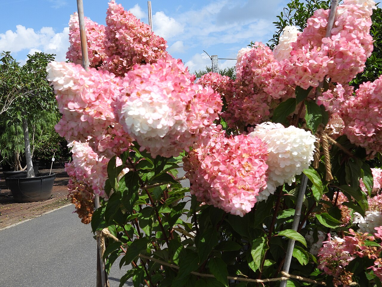 Гортензия метельчатая Ваниль Фрейз (Hydrangea paniculata 'Vanille Fraise') — плотные конические метёлки от белого до насыщенно-розового цвета на подвязанных побегах