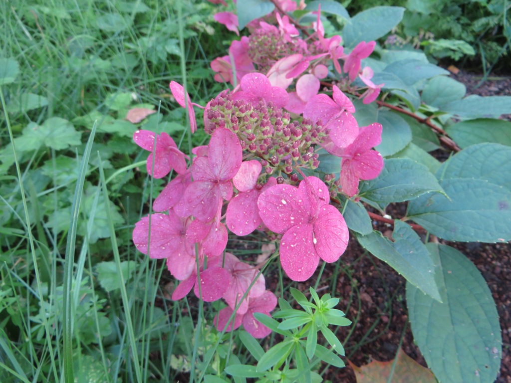 Гортензия метельчатая Вимс Ред (Hydrangea paniculata 'Wim's Red') — метёлка с красновато-розовыми чашелистиками и белой верхушкой