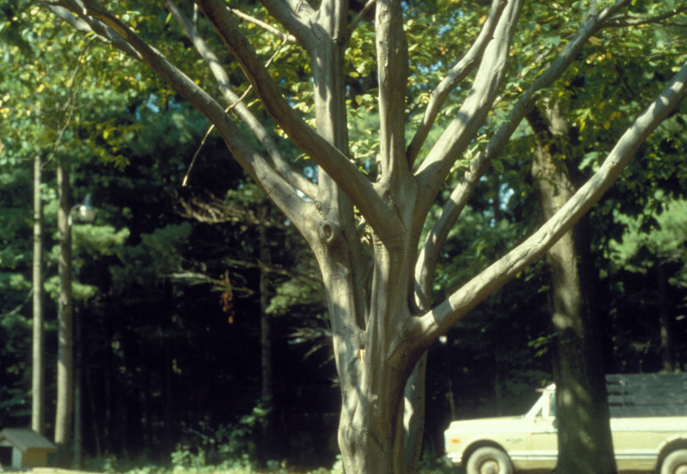 Граб каролинский (Carpinus caroliniana) — гладкая мускулистая кора ствола